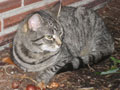 aggie with her flowerbulbs.JPG